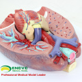 LUNG01 (12498) 1: 1 Poumon 7 pièces Modèle avec anatomie du larynx Modèles&gt; Modèles pulmonaires&gt; Modèle d&#39;éducation